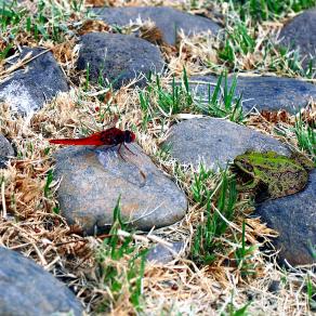 The frog and the dragonfly