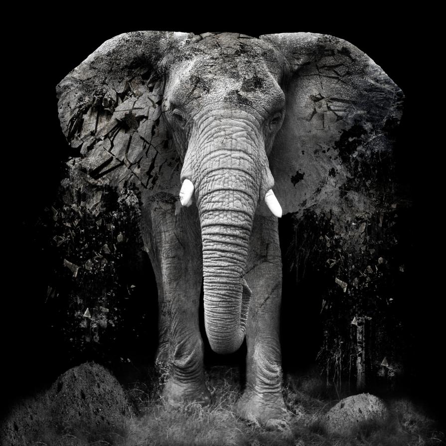 The Disappearance of the Elephant The Disappearance of the Elephant