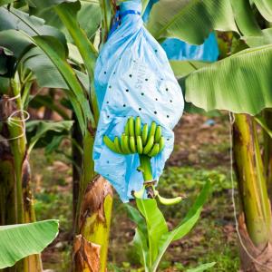 Guatemala. Tierras Mayas 2/2