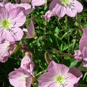 Greece. Kastoria. Comnenus Stones'