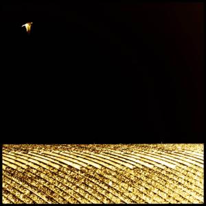 Eternit A | festival di Internazionale 2012