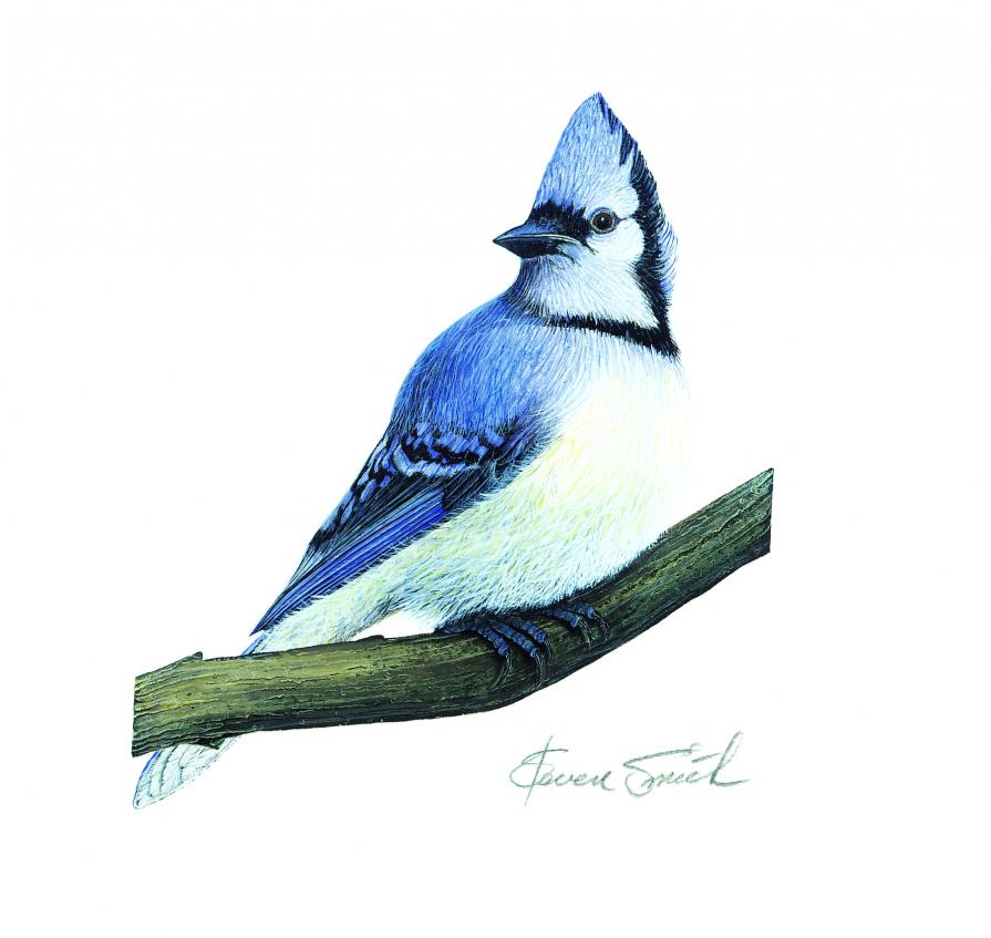 Blue Jay Blue Jay