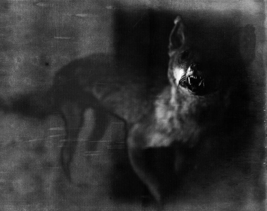 grunge safari grunge safari