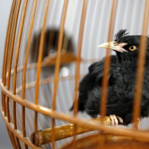 My Name is Little Black 