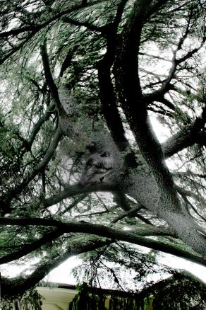 la natura si impossessa della mente.e mente il reale.