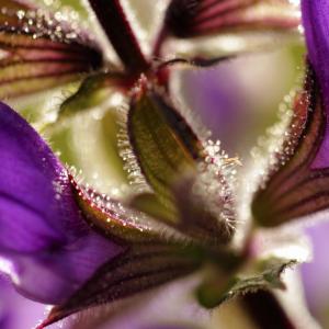 In Memory love of....Roberta Suzzi