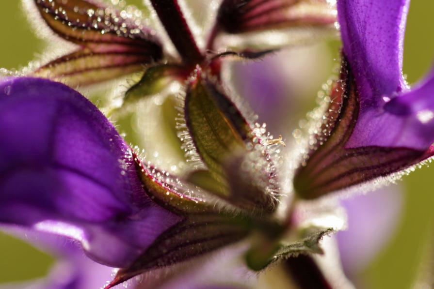 In Memory love of....Roberta Suzzi