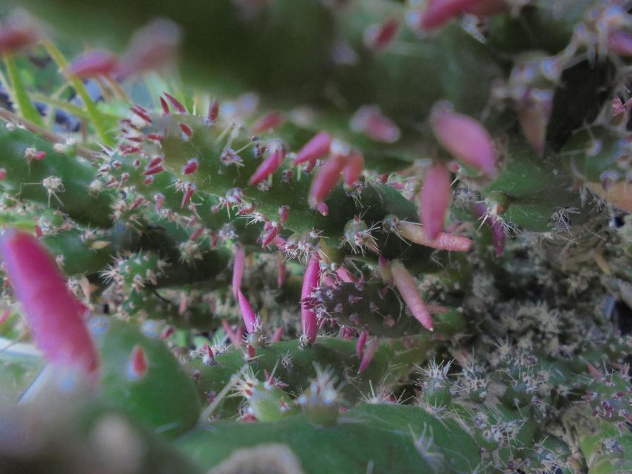 CREAZIONI DELLA NATURA