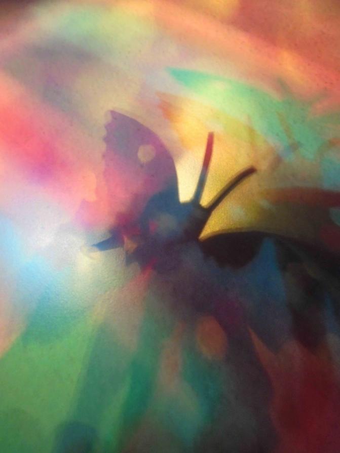 I colori della biodiversità -2017