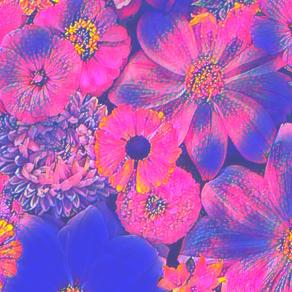 ...La Felicità...╰(*´︶`*)╯(◠ᴥ◕ʋ)