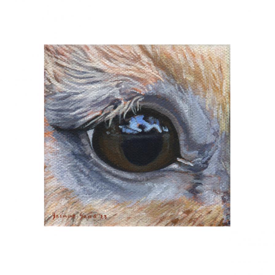 Rabbit's Eye Rabbit's Eye