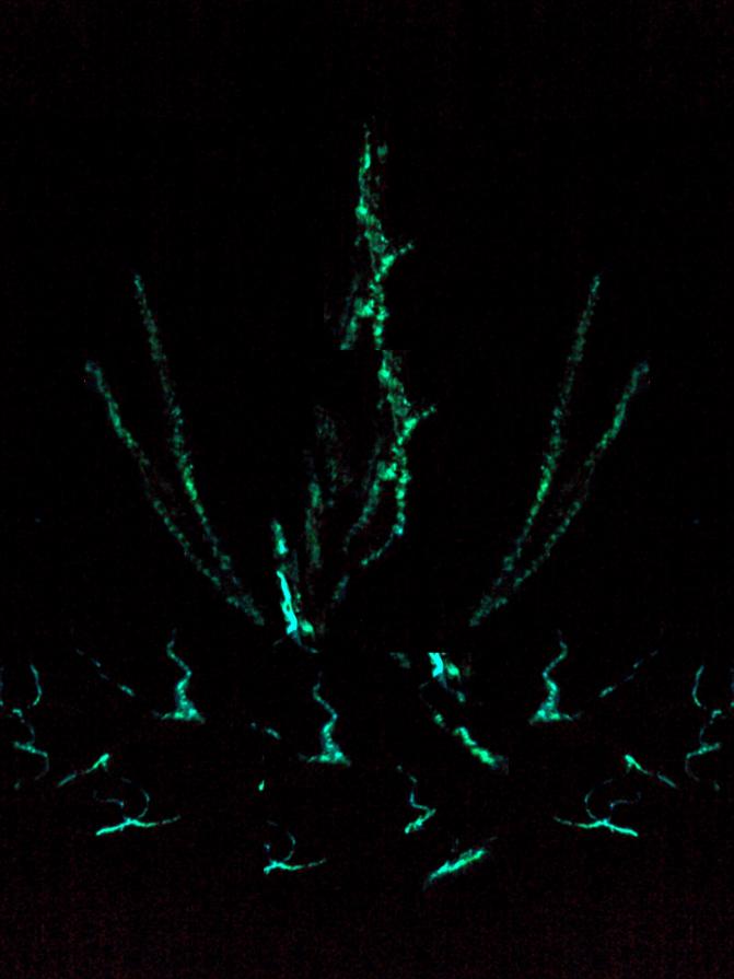 Anime che emergono.(opera fluorescente al buio)