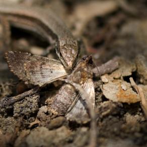 Il bacio della Morte