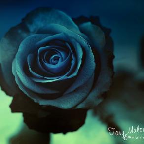 Blue Rose -1