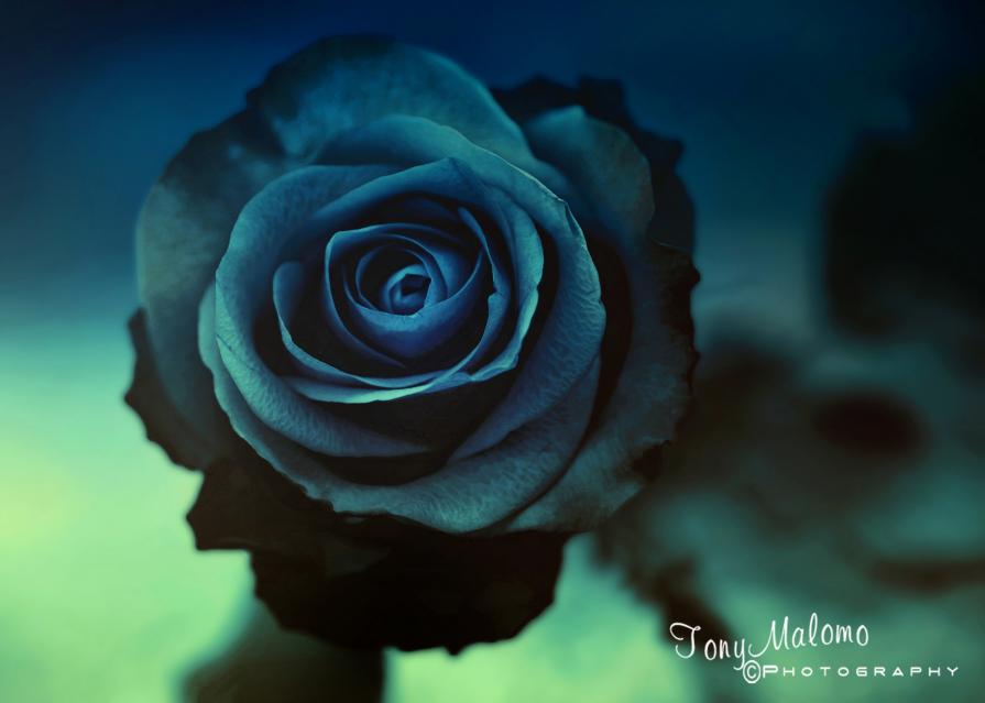 Blue Rose -1