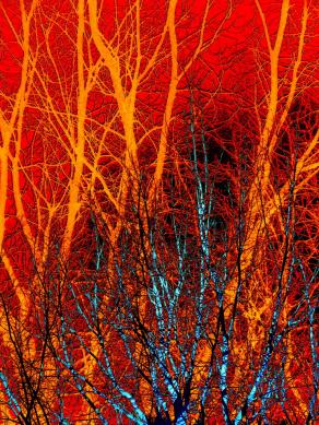 Nella foresta dei sogni 