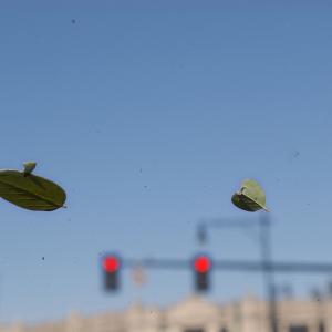 The Windshield, 2008 The Windshield, 2008