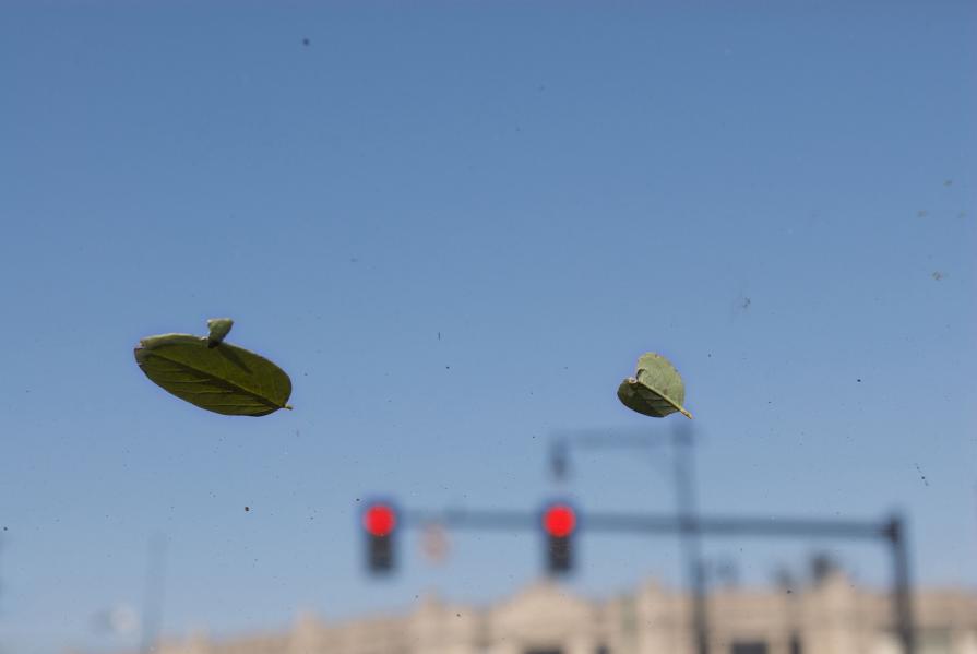The Windshield, 2008