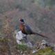 Pheasant