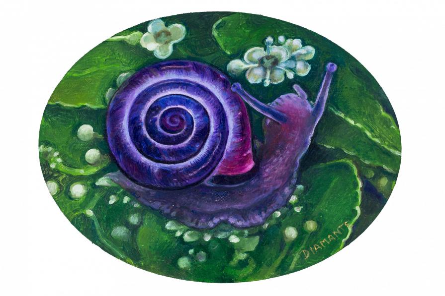 Violet snail COLLEZIONE PRIVATA