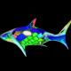 Colored Shark