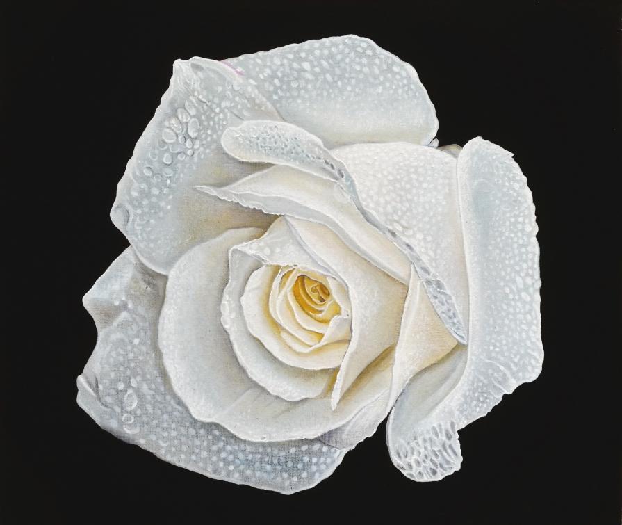 "WHITE ROSE II"