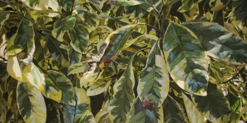 My painting, "BirdCatcher" on exhibit at Studio Montclair's "View Points" Exhibition My painting, "BirdCatcher" on exhibit at Studio Montclair's "View Points" Exhibition