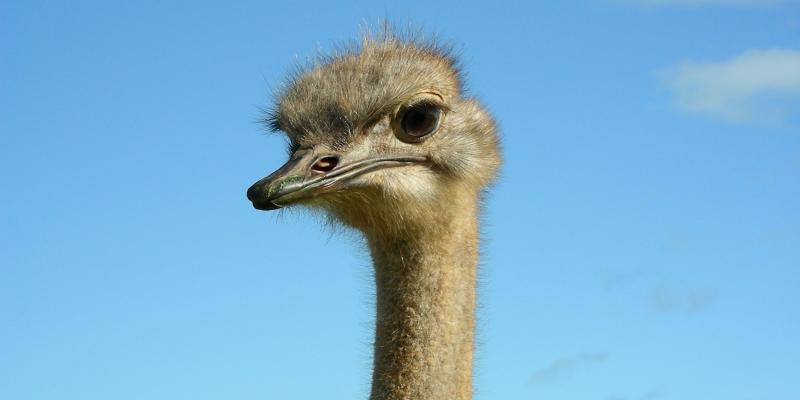 South Africa. Animals