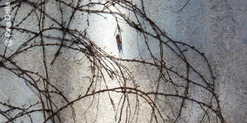 Under the Influence of Fluxus