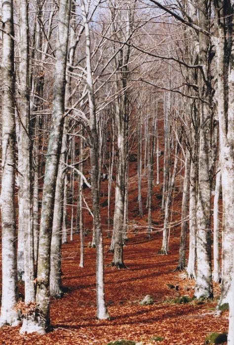 Aspettando il rosso fuoco 1