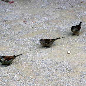 Trois petits moineaux