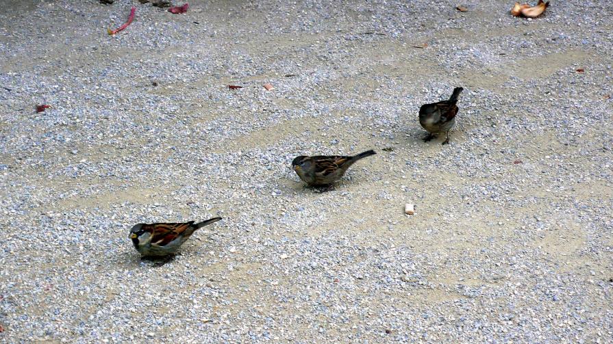 Trois petits moineaux