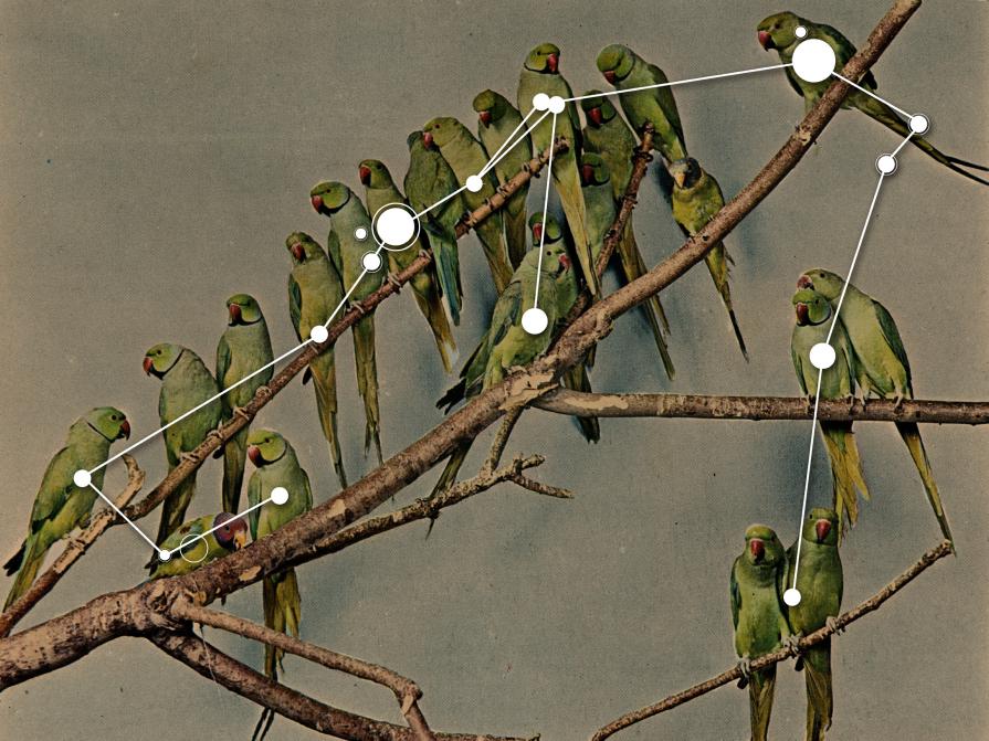 Costellazione del Parrocchetto Costellazione del Parrocchetto