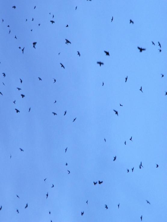 Flock:l'attrazione per l'altro sesso è spontanea e non è legata a cause esterne non controllabili.