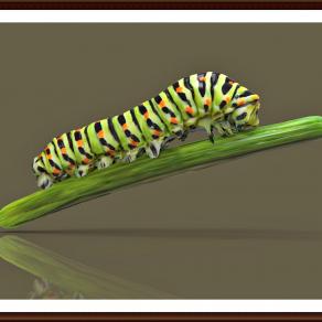  Virtual Caterpillar - Bruco Virtuale