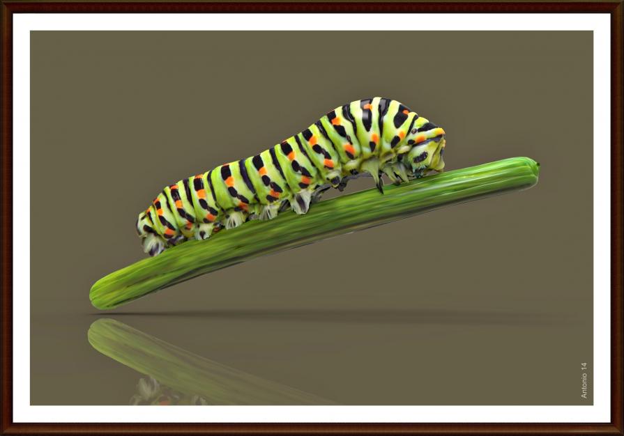  Virtual Caterpillar - Bruco Virtuale
