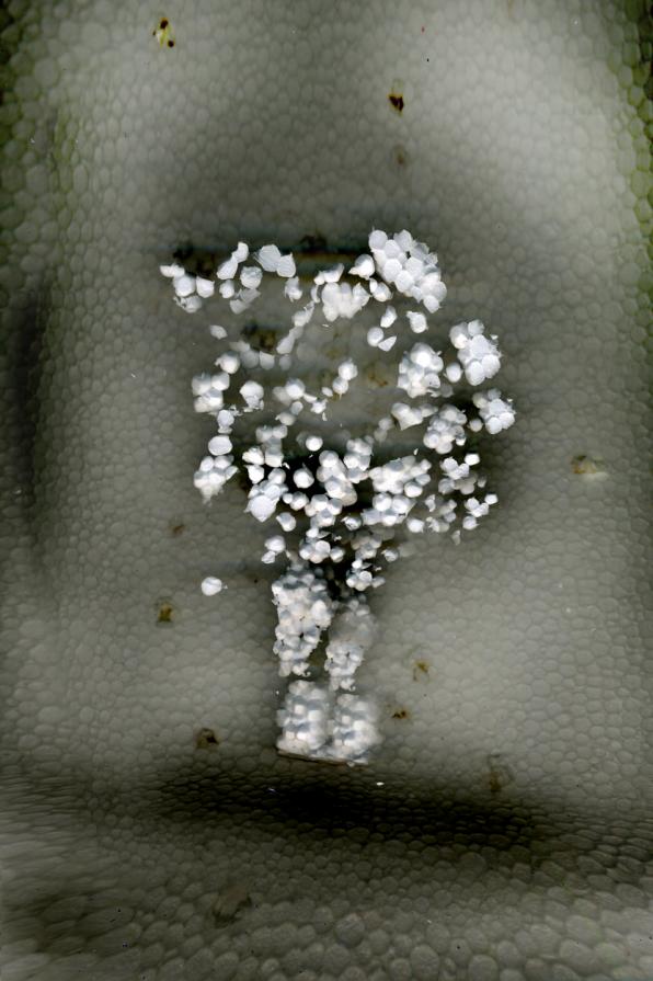 congratulations .polistirolo acromie.