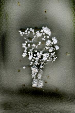 congratulations .polistirolo acromie.