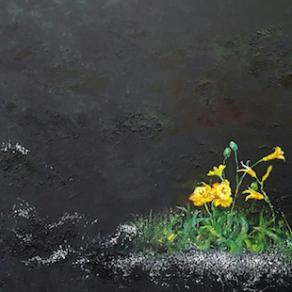 Early spring Daffodils