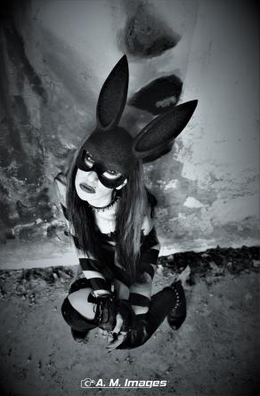 Black rabbit