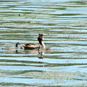 Greece. Kastoria. Comnenus Stones'