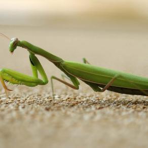 Mantis religiosa 