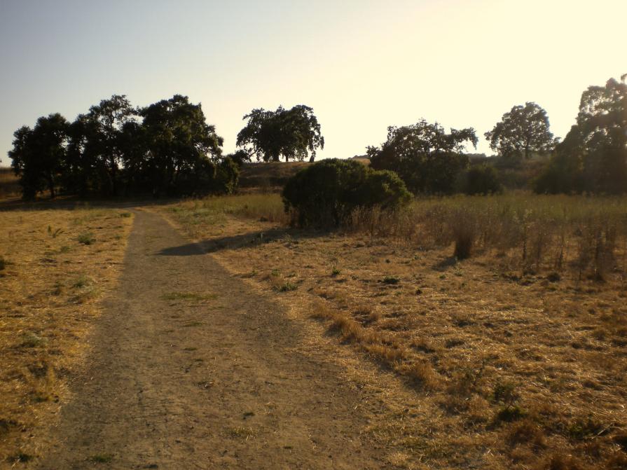 Alston Park, July 2010