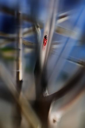 importante è vederla ...