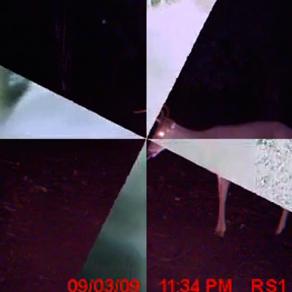 Mates, Extras, Trophies and Trespassers