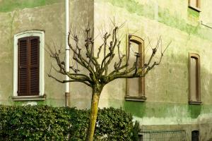 Olivia Gozzano - tree or wall