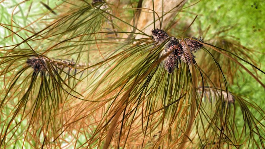 Frutti dell'Albero dei Semi del Male