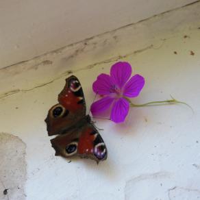 Butterfly and Flower.