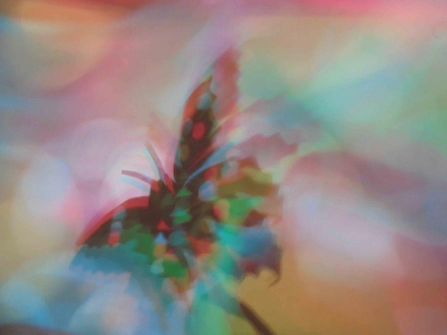 I COLORI DELLA BIODIVERSITÀ