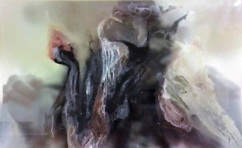 Roseo Anellide Ermafrodito